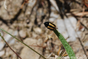 Cryptocephalus vittatus